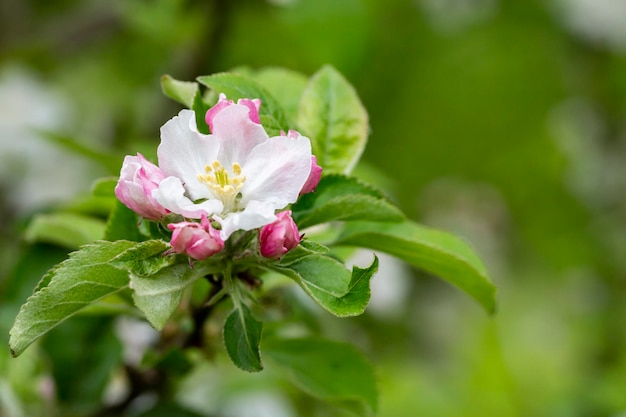 ツリーリンゴの木は、ぼやけた背景の枝に果樹の白とピンクの花のクローズアップを開花しました