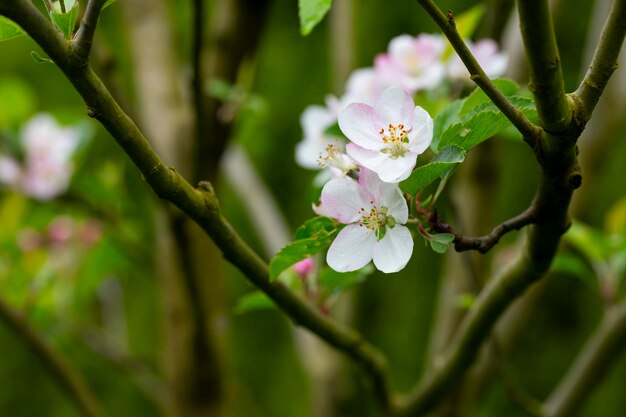 나무 사과 나무는 흐릿한 배경에 있는 나뭇가지에 있는 과일 나무의 흰색과 분홍색 꽃을 가까이서 꽃을 피웠다