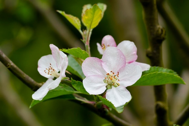 ツリーリンゴの木は、ぼやけた背景の枝に果樹の白とピンクの花のクローズアップを開花しました