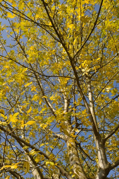 ノルマンディーの秋の色の木