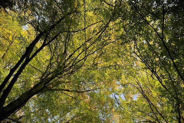 Tree in autumn colors