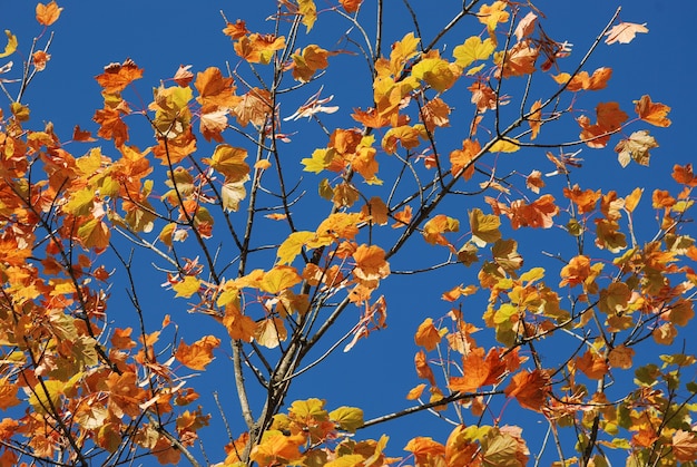 Tree in autumn colours