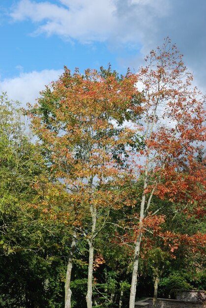 Tree in autumn colours