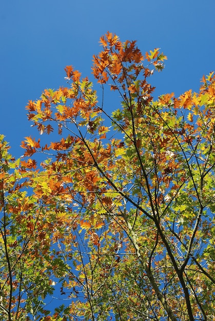 秋の色の木
