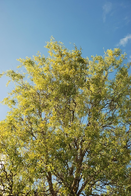 Tree in autumn colours