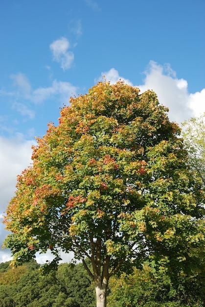 Foto albero dai colori autunnali