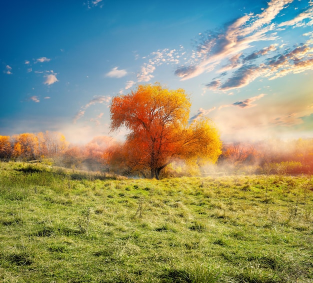 Tree and autumn field