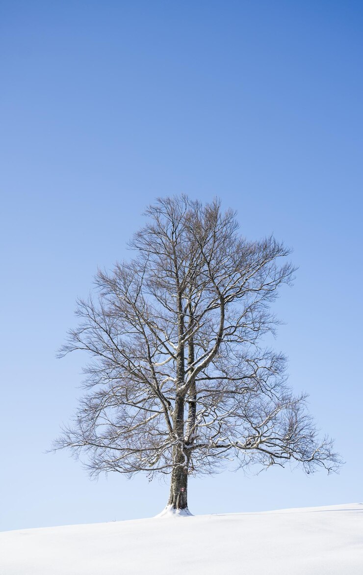 Photo 나무의 경이로움 겨울에 외로운 나무