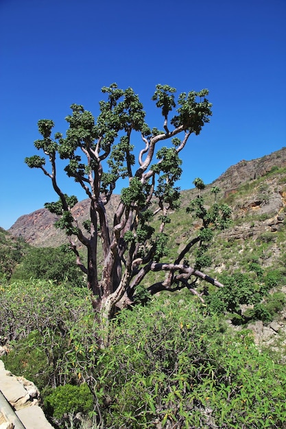 Ayhaft Canyon Socotra 섬 인도양 예멘의 나무