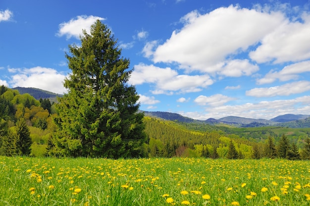 Tree on the background of the mountains in summer