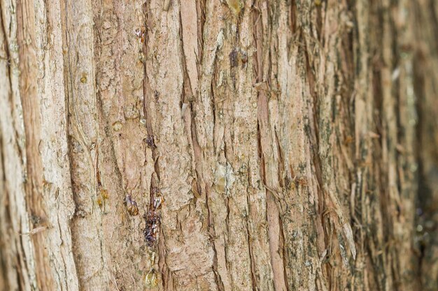 Tree in the background tree pattern closeup view of a wood\
pattern on the tree