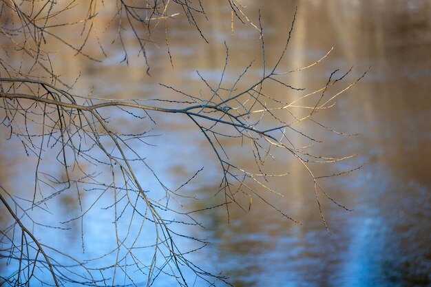 Tree on the background of the winter river