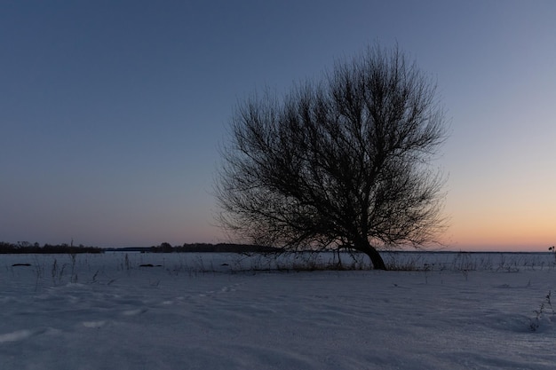 A tree on the background of a winter sunset Winter snowy tree at sunset Winter sunset scene Tree at winter sunset