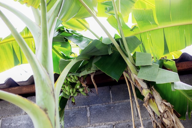 Photo tree of banana in countryside