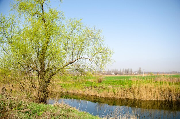 Photo tree on the bank of the creek