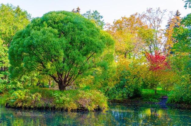 A tree on the bank of a lake with fall colors