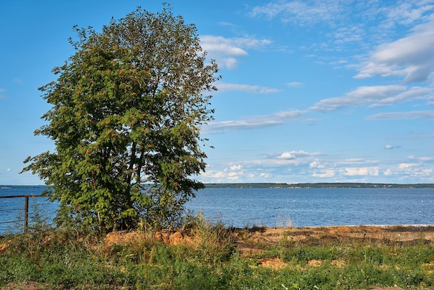 A tree on the bank of a large river and against the sky