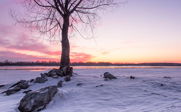 Photo tree on the bank of the winter river