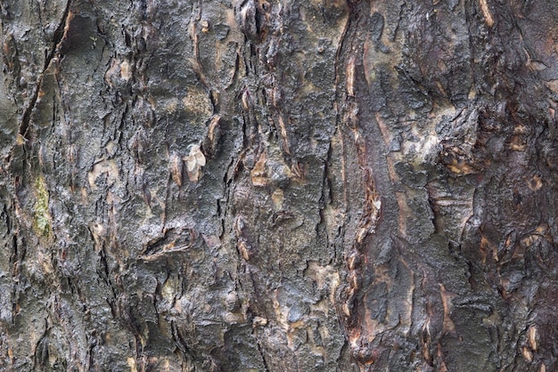 Tree bark after heavy rain