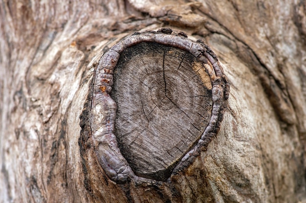 Foto corteccia di albero della pianta di arborvitaes (thuja spp.). sfondo naturale.