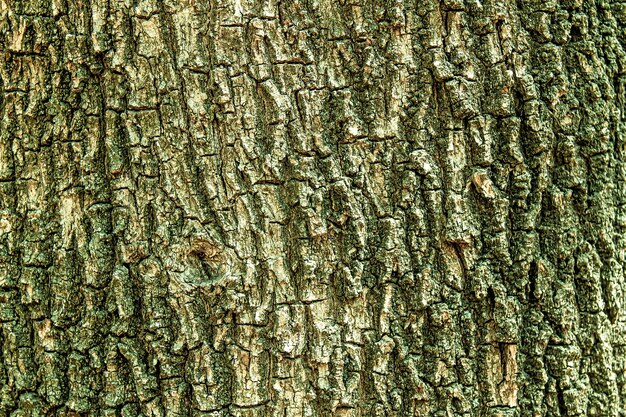 Photo tree bark as an abstract background for design