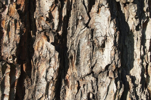 tree bark background, bark texture