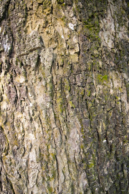 木の樹皮の背景テクスチャ自然ビュー