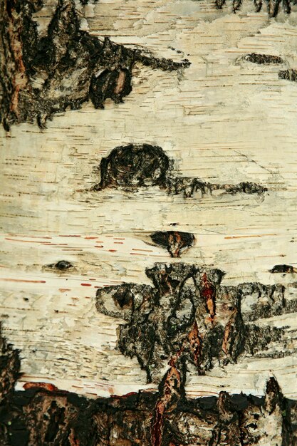 Tree bark background