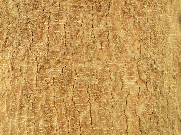 tree bark background