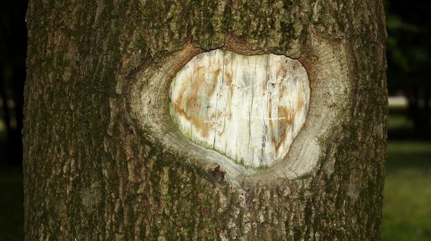 Corteccia dell'albero per gli ambiti di provenienza