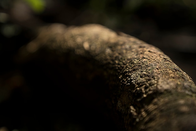 tree bark on black background for wall paper.