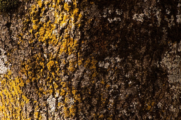 木の樹皮をクローズ アップ。灰の樹皮をクローズ アップ。古い巨大なトネリコの木の樹皮。樹皮のテクスチャー