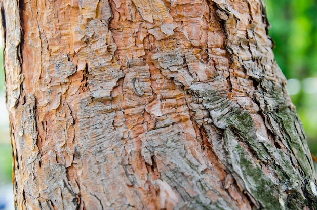 Tree bark close view Nature in details