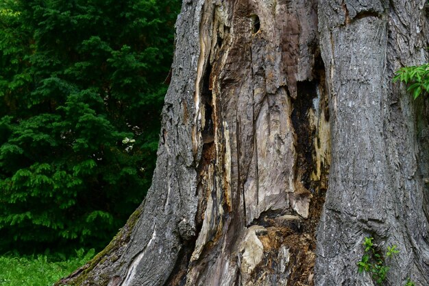 写真 緑の草と周辺の木の樹皮のクローズアップ