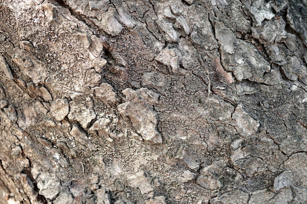 Struttura naturale del primo piano della corteccia di albero per lo sfondo