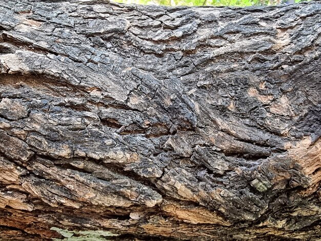 木の樹皮のクローズアップテクスチャと背景