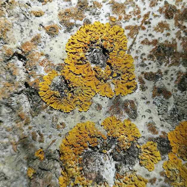 Photo tree bark covered with lichens xanthoria and algae trentepohlia