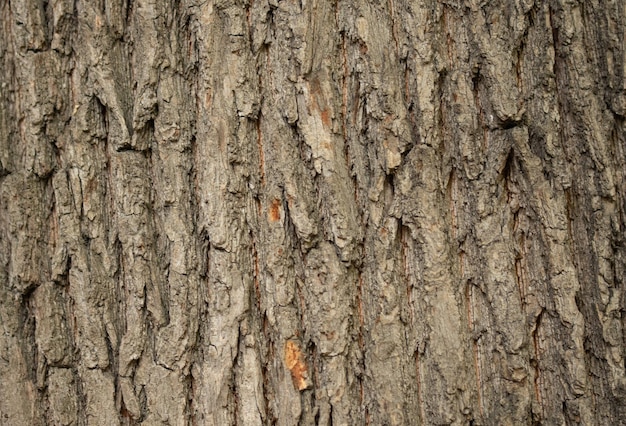 Tree bark cracks on a tree trunk