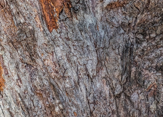 Foto priorità bassa di struttura del particolare della corteccia di albero