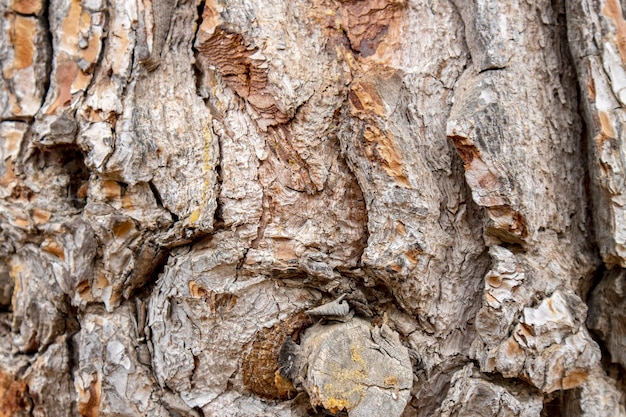 Tree bark fence shot ideal for texture or background