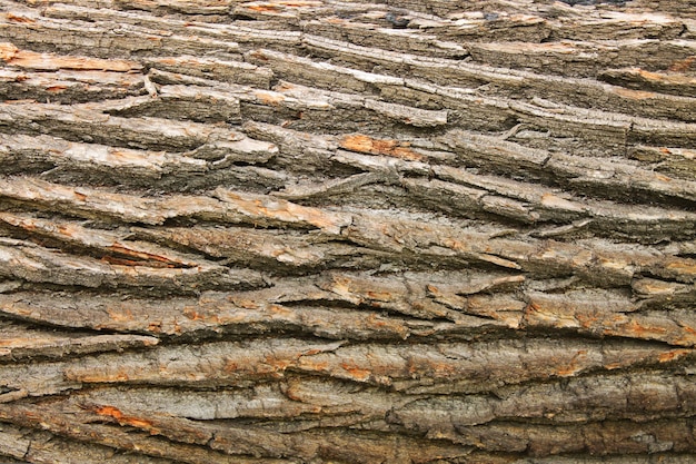 Кора дерева коричневая, текстурированная, мощная, заполняющая раму.