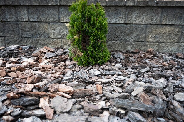 Tree bark litter under the thuja.