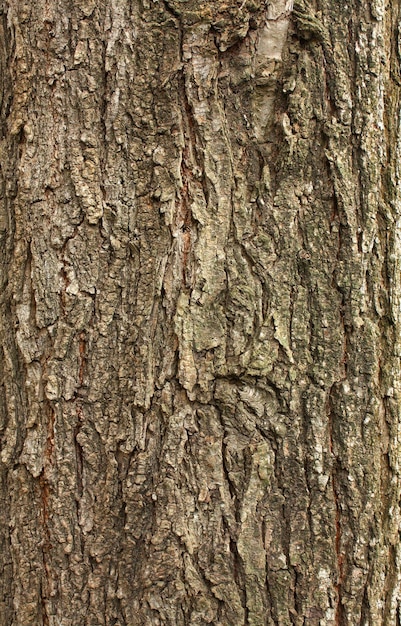 Photo tree bark macro detail