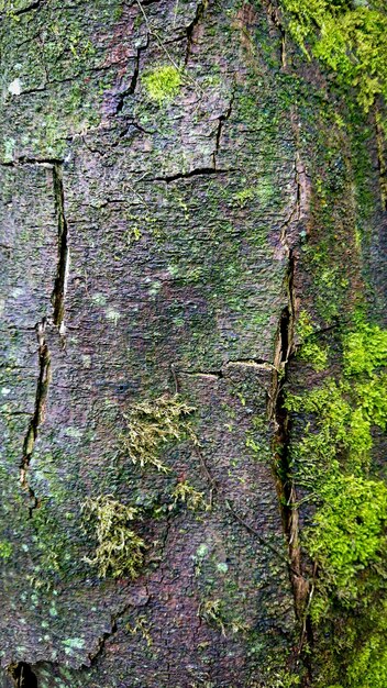 Foto corteccia di albero ricoperta di muschio verde