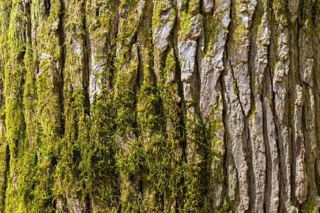 Photo tree bark overgrown with moss closeup