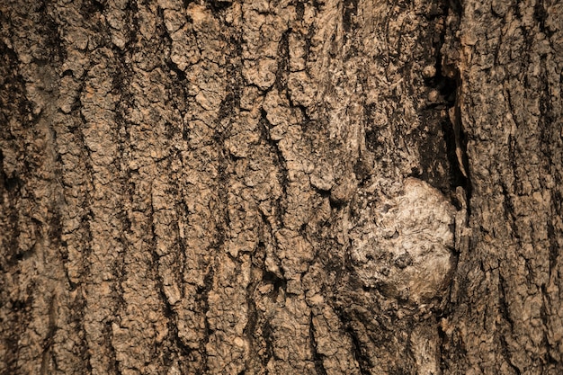 Tree bark texture as background