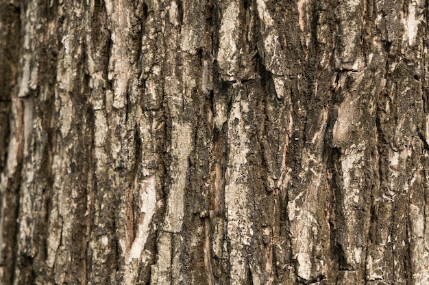 Текстура коры дерева в качестве фона