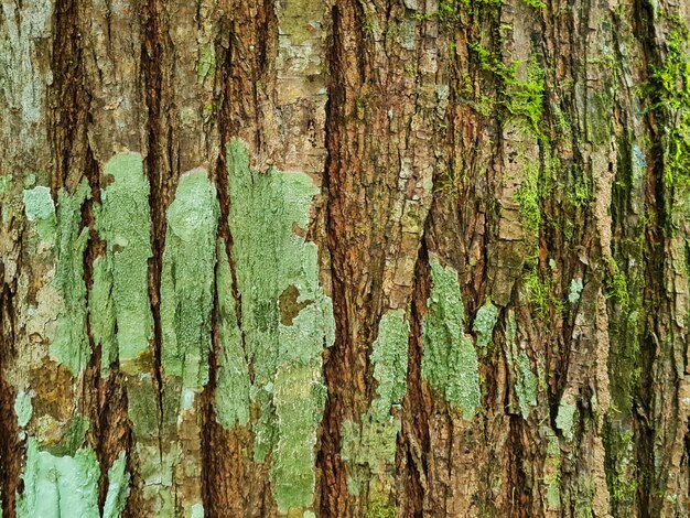 Photo tree bark texture background bark rocks bark with moss background