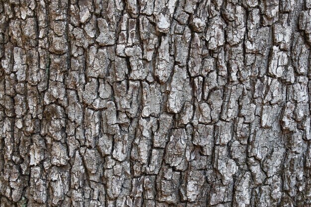사진 나무 질 텍스처 배경 표면