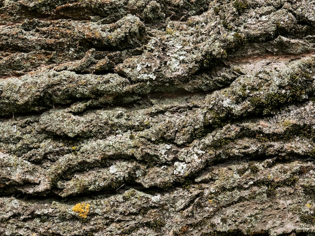 写真 樹皮のテクスチャの背景